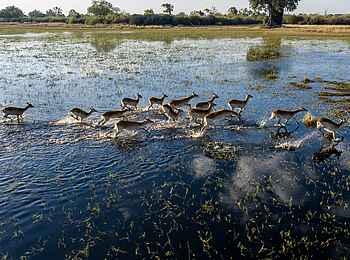 Okavango Spirit: Lechwe Antilopen Okavango Spirit: Lechwe Antilopen