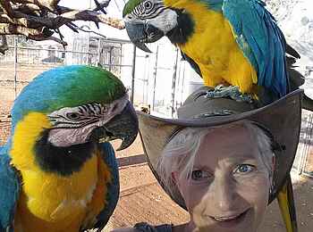 Okutala Lodge: Papageien Okutala Lodge: Papageien