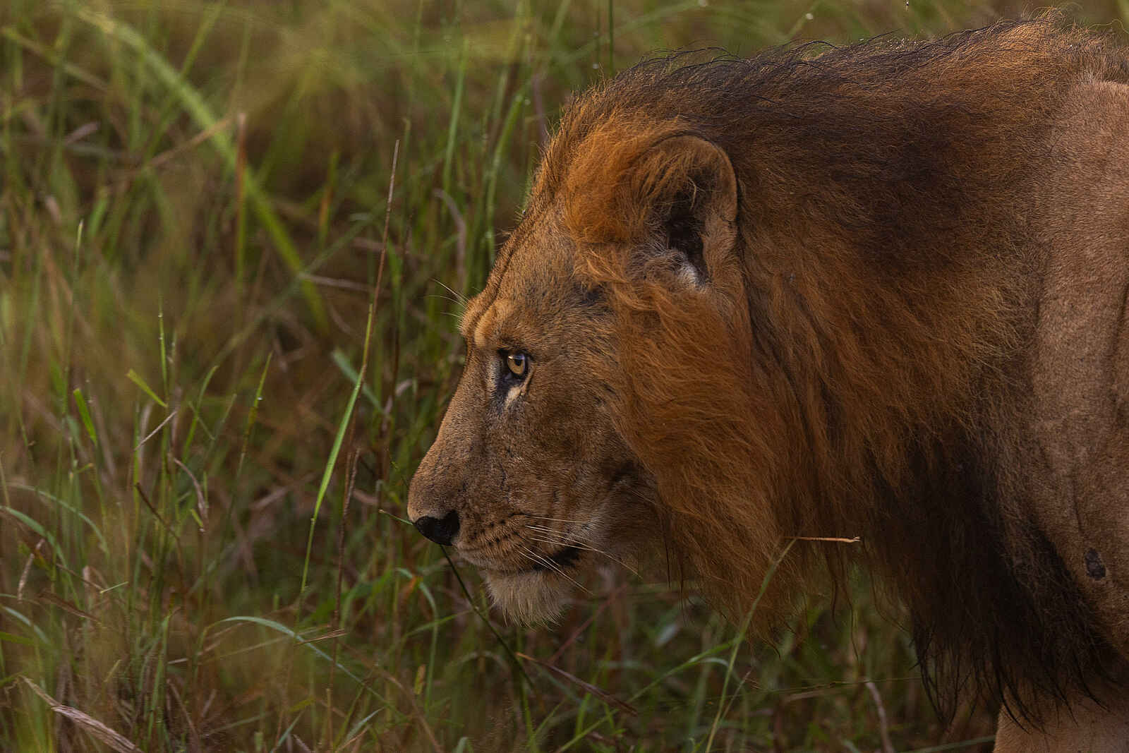 Papa´s Camp: Löwe Papa´s Camp: Löwe