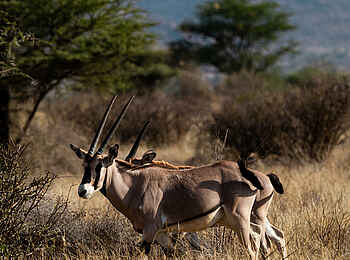 Sasaab Camp: Oryx-Antilopen Sasaab Camp: Oryx-Antilopen