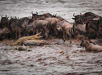 Serian's Serengeti South Camp: Gefährliche Flussquerung