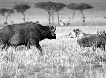 Serian´s Lamai Camp: Büffel und Löwen