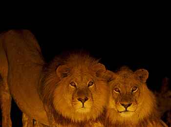 Shinde Lodge: Night Drive