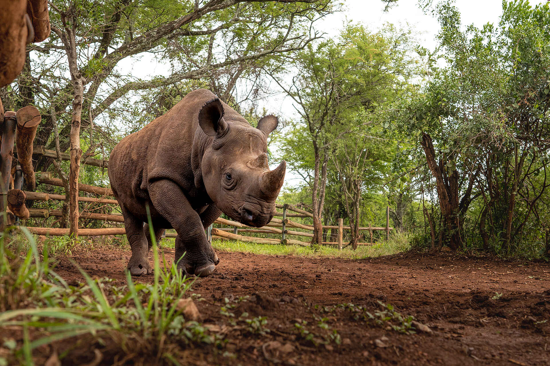 Singita Milele: Spitzmaulnashorn Singita Milele: Spitzmaulnashorn