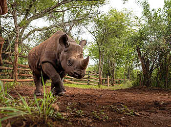 Singita Milele: Spitzmaulnashorn