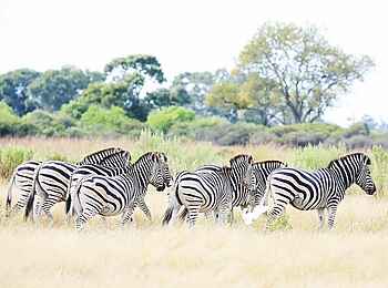 Tuludi Camp: Zebraherde Tuludi Camp: Zebraherde