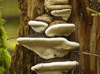 Tweedsmuir Park Lodge: Naturphänomene im Regenwald