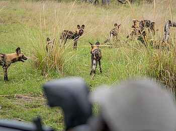 4 Rivers Camp: Auf Pirschfahrt 4 Rivers Camp: Auf Pirschfahrt