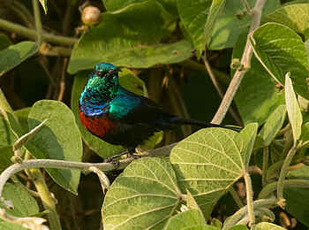 Akagera Game Lodge: Sunbird Akagera Game Lodge: Sunbird