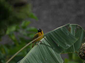 Five Volcanoes Boutique Hotel: Webervogel