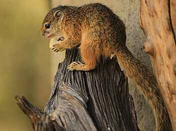 Kavinga Safari Camp: Kiki, das Hausbaumhörnchen Kavinga Safari Camp: Kiki, das Hausbaumhörnchen