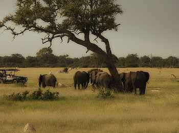 Somalisa Acacia Camp: Elefantenherde