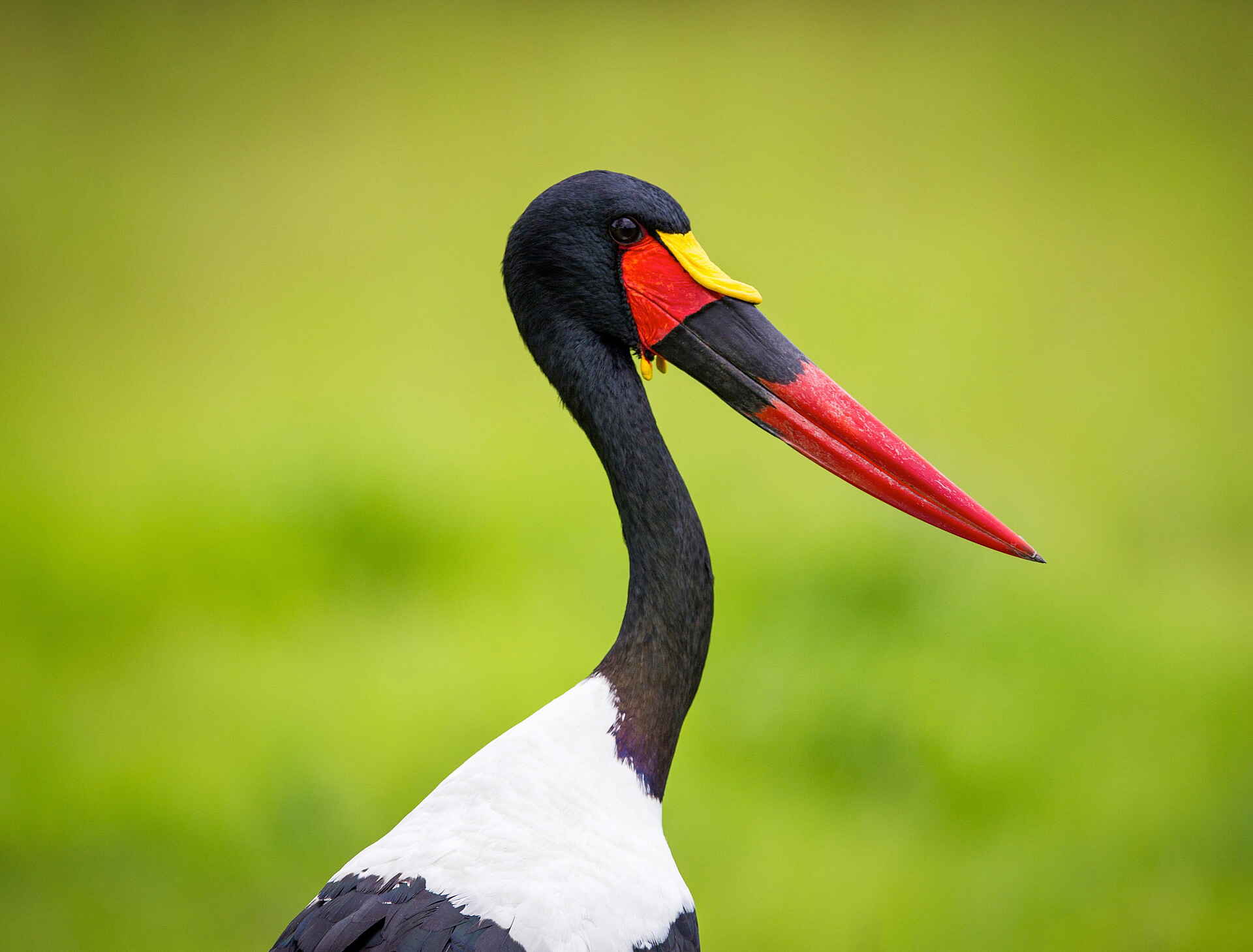 Time + Tide Kakuli: Afrikanischer Sattelstorch