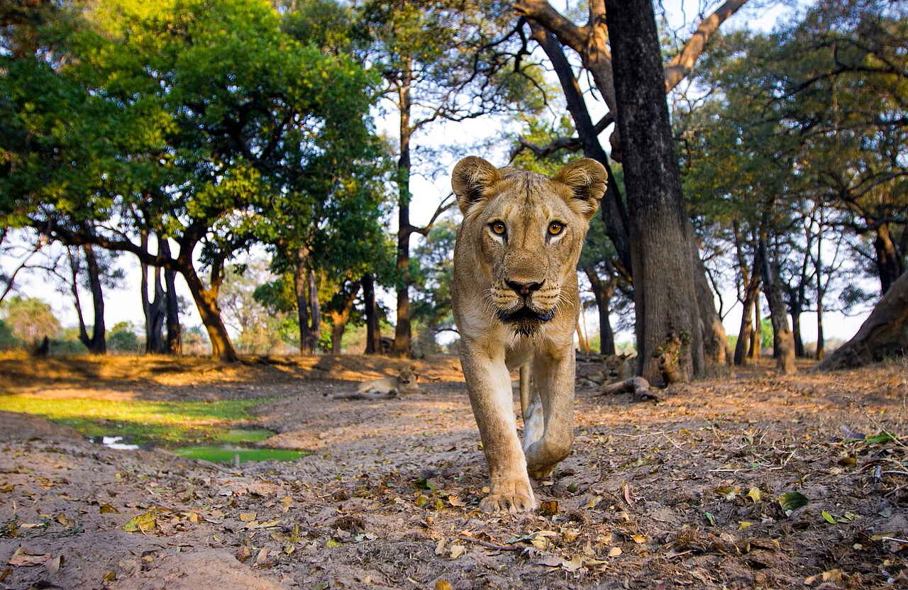 afrikarma, Bush Camp, Luangwa, Luxus, Mchenja, Nachhhaltigkeit, Safari, Sambia, South Luangwa National Park, Time + Tide, Time + Tide Mchenja, Walking Safari, Weite, Wildnis, Wildtiere, Afrikarma Safaris, Afrikarma Safaris. Wildnis. Hautnah., afrikarma.de, Time + Tide Africa, Tiere und Aktivitäten