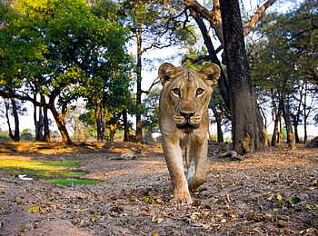 Time + Tide Mchenja: Löwen auf der Pirsch