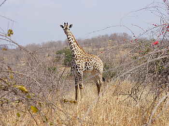 Ubuyu Lodge: Giraffe