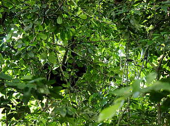 Volcanoes Kyambura Gorge Lodge: Versteckt im Laubwerk Volcanoes Kyambura Gorge Lodge: Versteckt im Laubwerk