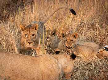 Atzaro Okavango Camp: Löwen