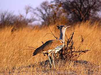 Camp Hwange: Riesentrappe