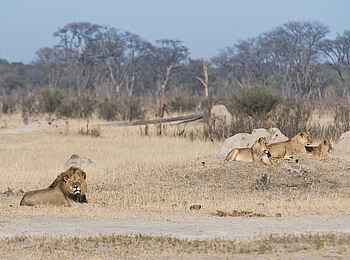 Davison's Camp: Löwengruppe Davison's Camp: Löwengruppe