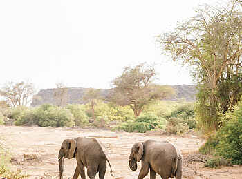 Desert Rhino Camp: Elefanten