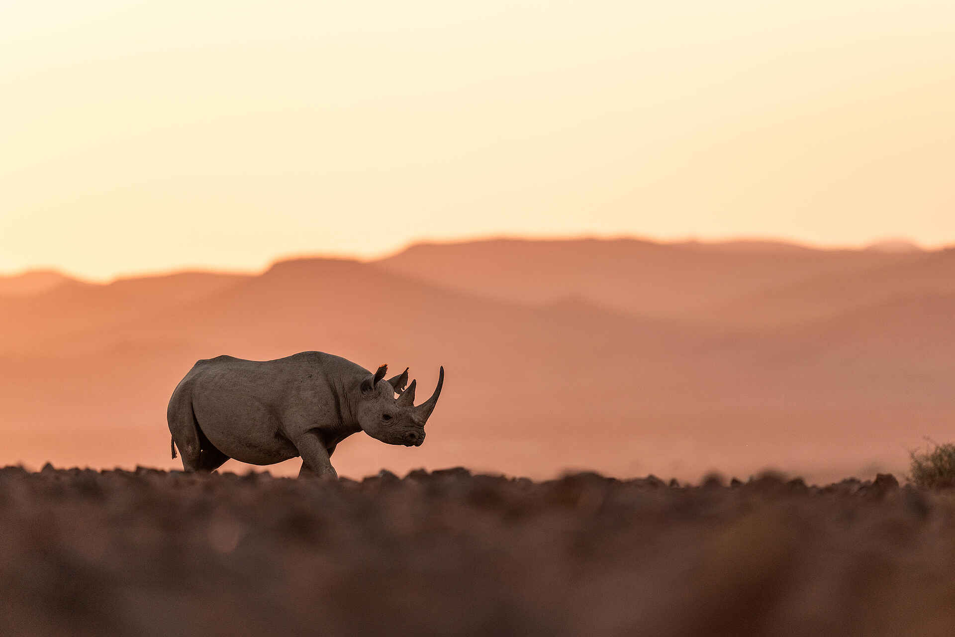 Desert Rhino Camp: Nashorn