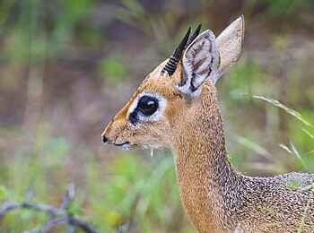 Etosha: Beeindruckender Etosha Nationalpark