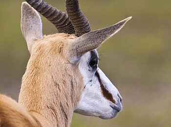 Etosha: Wildtiere hautnah erleben