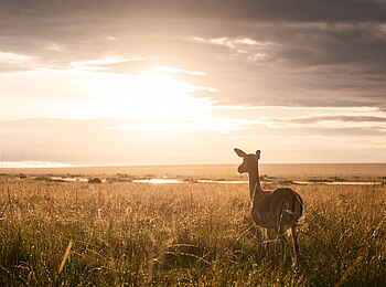 Governors' Il Moran Camp: Antilope