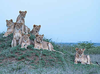 Governors' Mugie: Ein Löwenrudel Governors' Mugie: Ein Löwenrudel