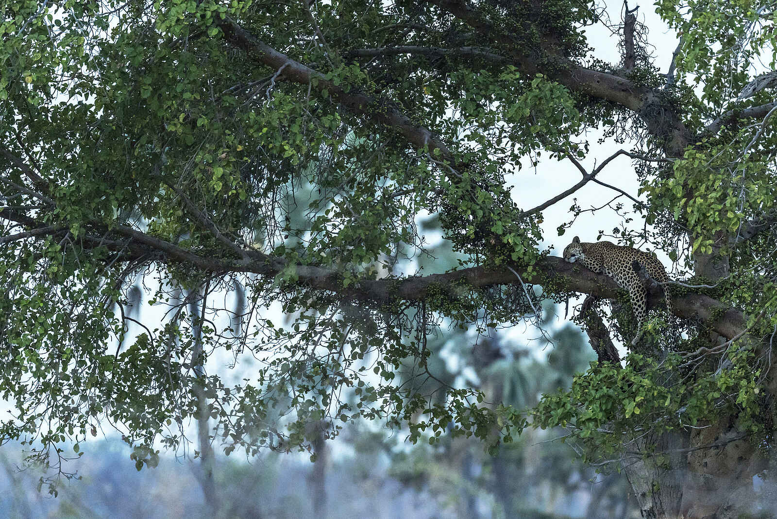 Jabali Private House: Leopard Jabali Private House: Leopard