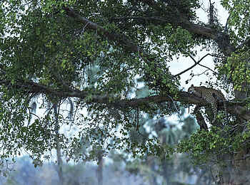 Jabali Private House: Leopard