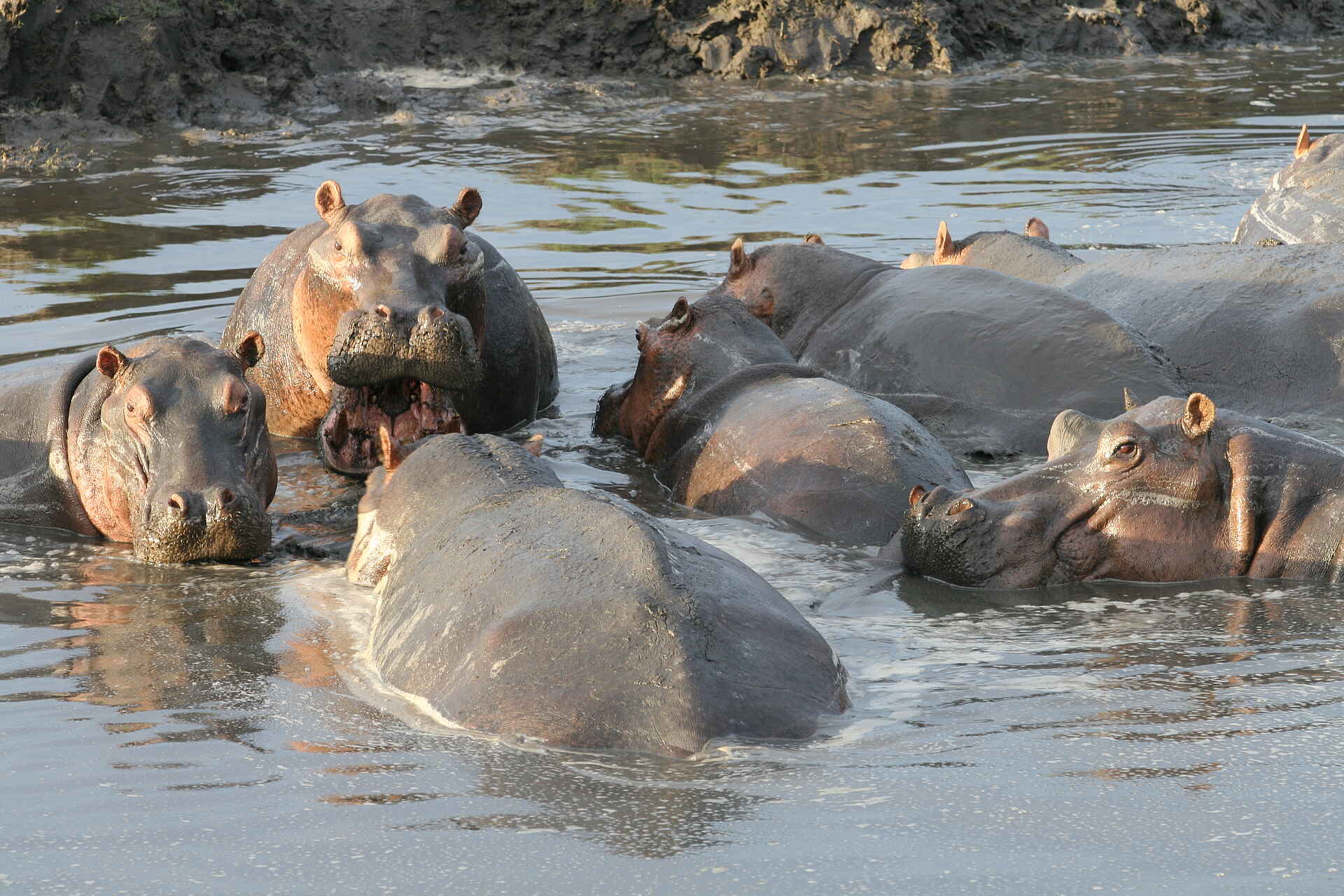 Katavi National Park, Katisunga Ebene, Katuma Bush Lodge, Mbali Mbali Safaris, Baden, Nilpferde, Wasser, Afrikarma, Afrikarma Safaris, Afrikarma Safaris – Wildnis. Hautnah., afrikarma.de