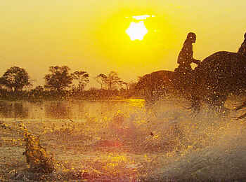 Kujwana Camp: Wasser-Galopp im Sonnenuntergang