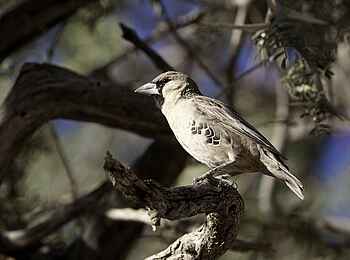 Kulala Desert Lodge: Siedelweber