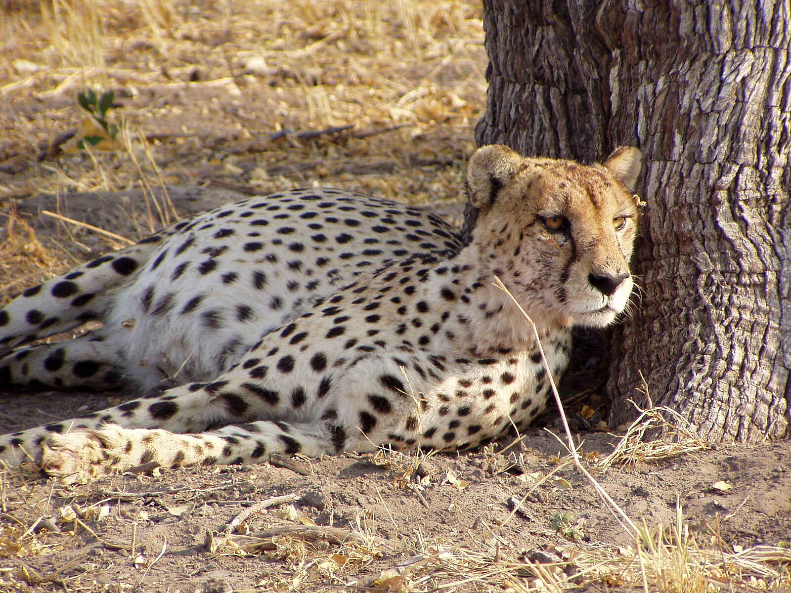 Kwara Camp: Ruhender Gepard Kwara Camp: Ruhender Gepard