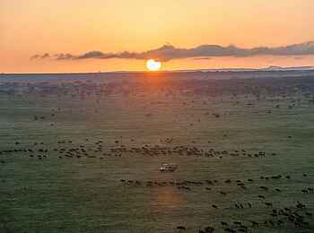 Legendary Songa Migrational Camp: Gnu Migration