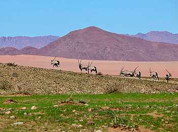 Luna Namib Collection: Antilopen