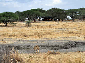 Manyara Ranch: Wasserloch vor dem Camp Manyara Ranch: Wasserloch vor dem Camp