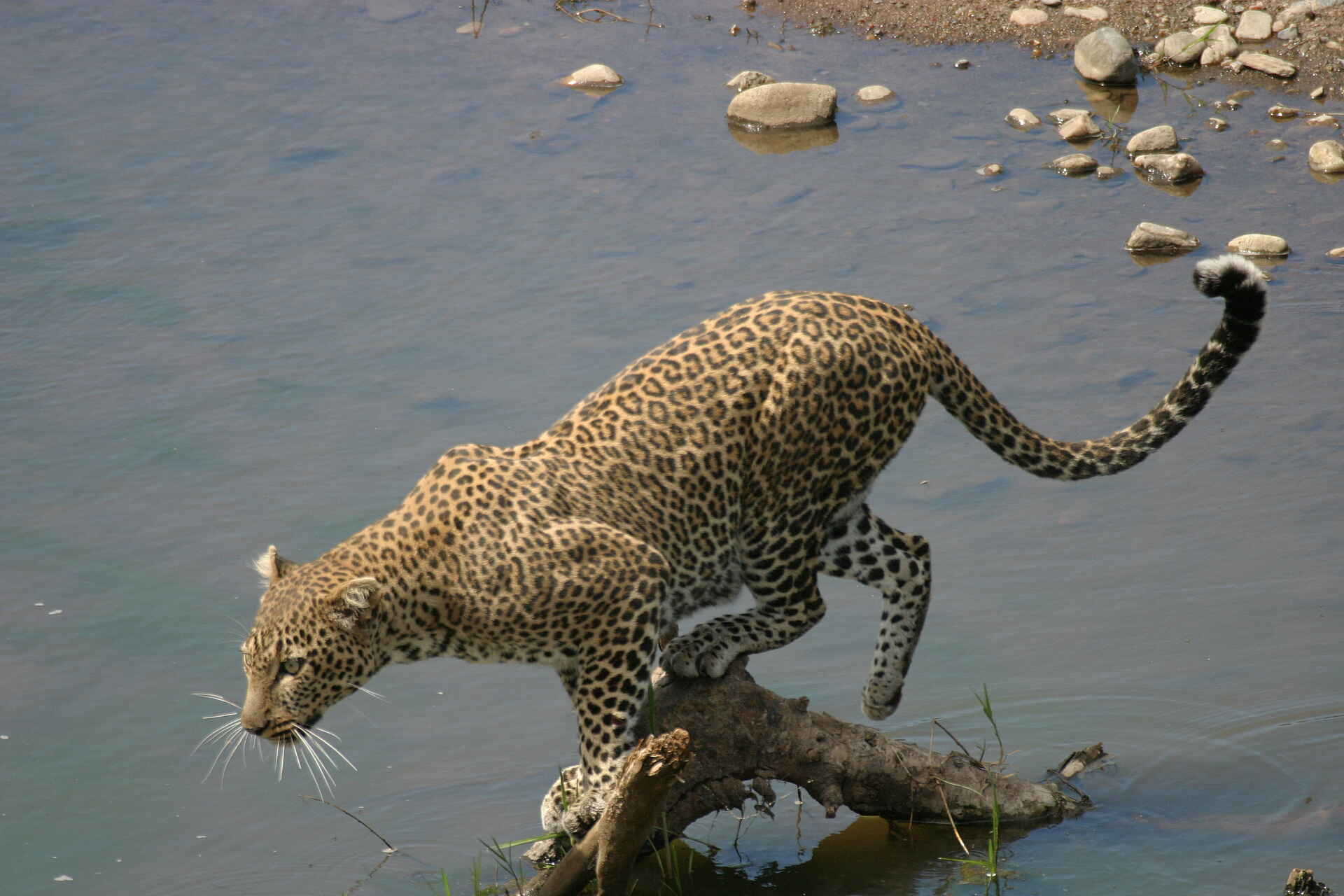Musango Safari Camp: Leopard am Seeufer Kariba-See, Lake Kariba, Matusadona National Park, Musango Safari Camp, Steve Edwards, Großkatze, Leopard, Seeufer, Karibasee