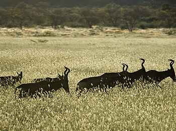 Ongava Lodge: Hartebeest-Silhouetten Ongava Lodge: Hartebeest-Silhouetten