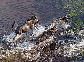 Pelo Camp: Gnus Pelo Camp: Gnus