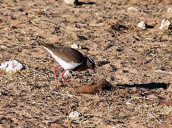 Rooiputs Lodge: Kiebitz