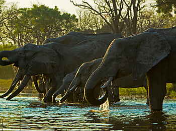 Selinda Explorers Camp: Trinkende Elefanten