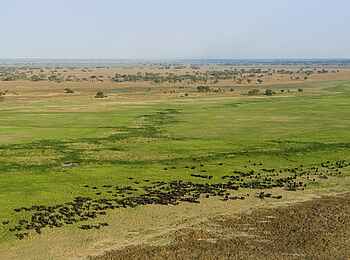 Shumba Camp: Büffelherde Shumba Camp: Büffelherde