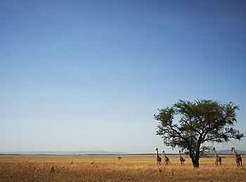 Singita Faru Faru Lodge: Giraffen der Serengeti