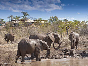 The Elephant Camp: Schlammbad