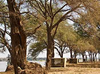 Kutali Flycamp: Zeltreihe unter Bäumen Kutali Flycamp: Zeltreihe unter Bäumen