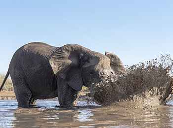 Mashatu Game Reserve: Elefant beim Bad