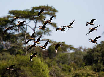 Ntemwa Busanga Bushcamp: Entenschwarm